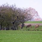 Rehe beim äsen