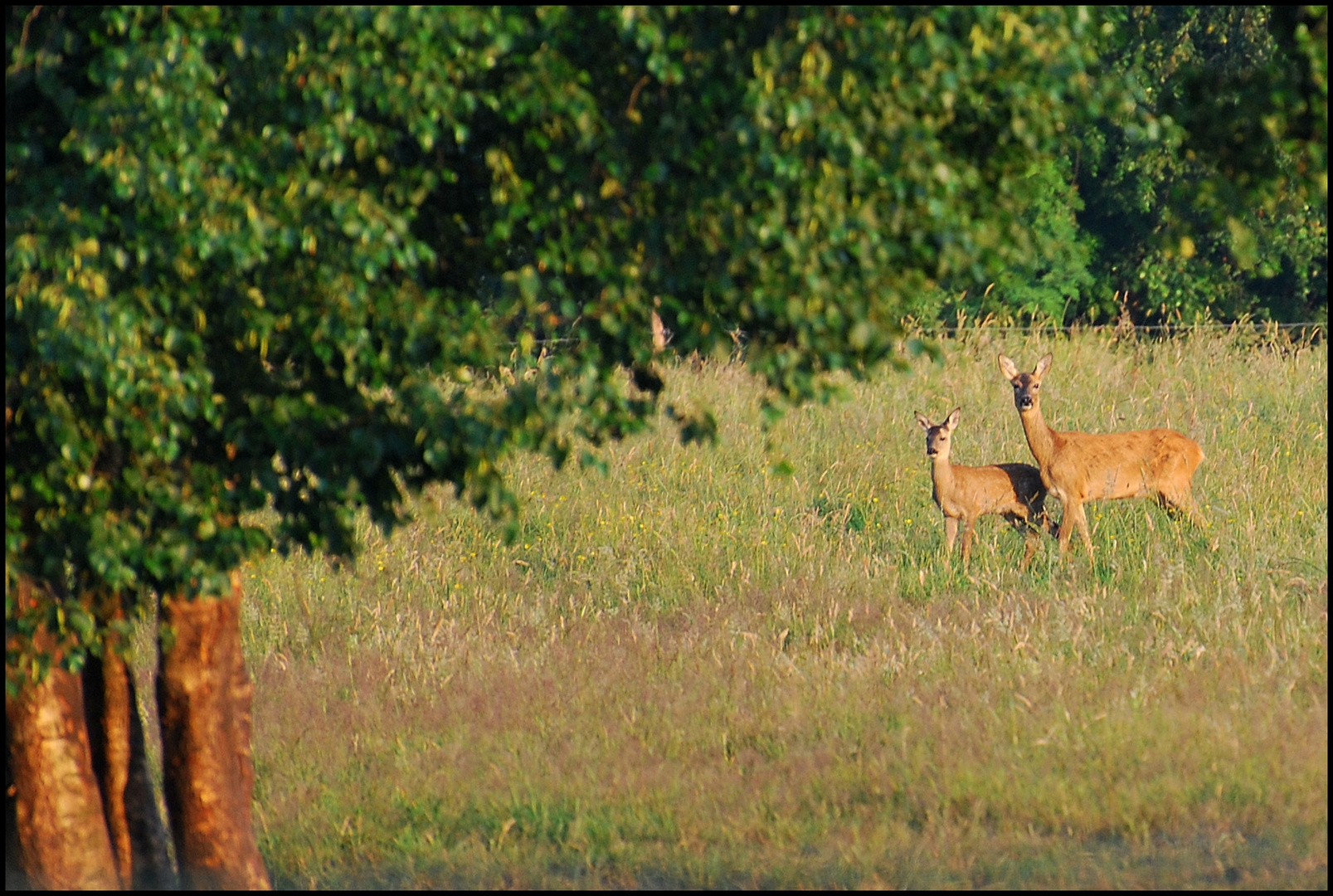 Rehe beim besuch am Morgen