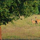 Rehe beim besuch am Morgen