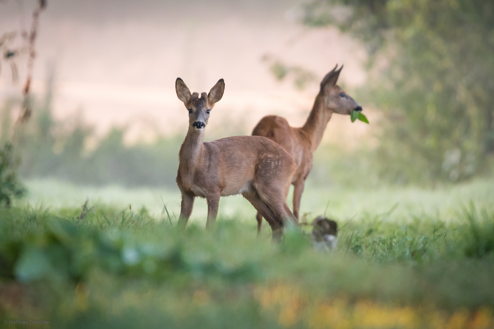 Rehe beim "Frühstück"