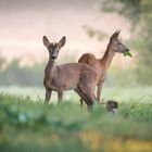 Rehe beim "Frühstück"