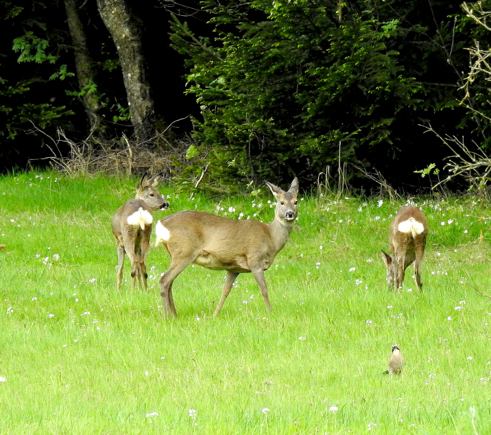 Rehe beim Vierbeiner-Salat-Futtern 