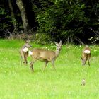 Rehe beim Vierbeiner-Salat-Futtern 