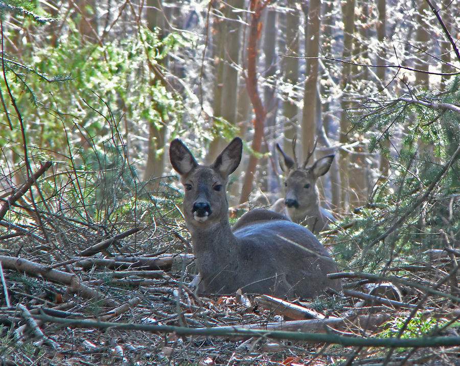 Rehe beim Wiederkäuen.