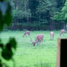 Rehe