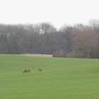 Rehe