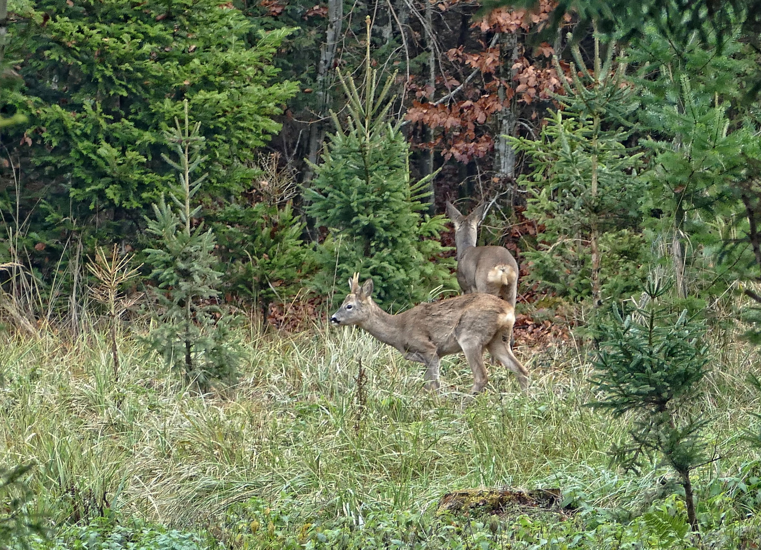 Rehe