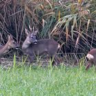 Rehe, Bock, Ricke und Jungtier