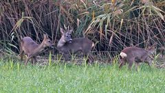 Rehe, Bock, Ricke und Jungtier