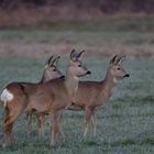 Rehe (Capreolus capreolus) vor Sonnenaufgang