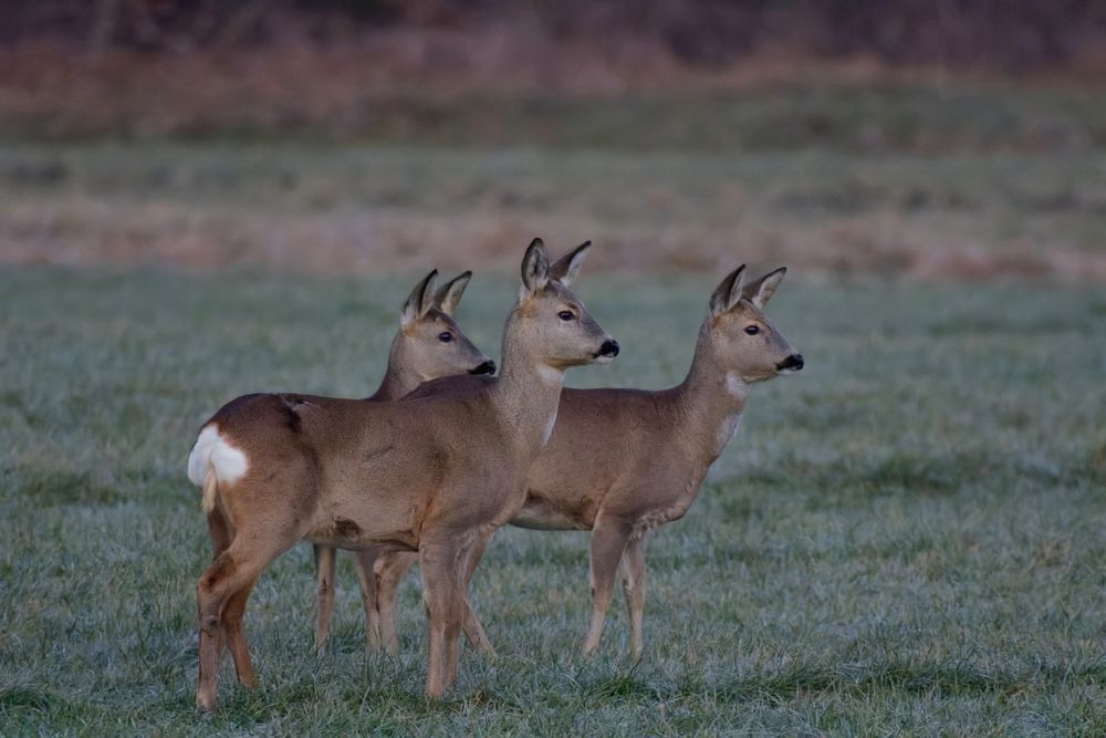 Rehe (Capreolus capreolus) vor Sonnenaufgang