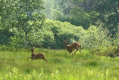Rehe