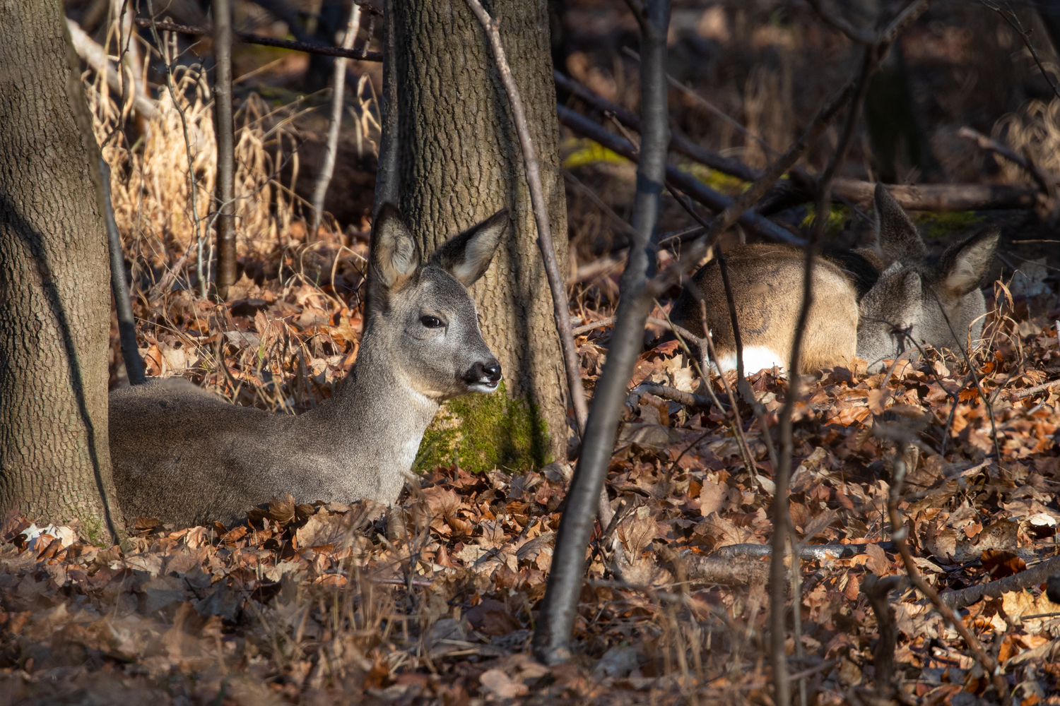 Rehe die ruhen im Unterholz