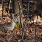 Rehe die ruhen im Unterholz