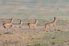 Rehe