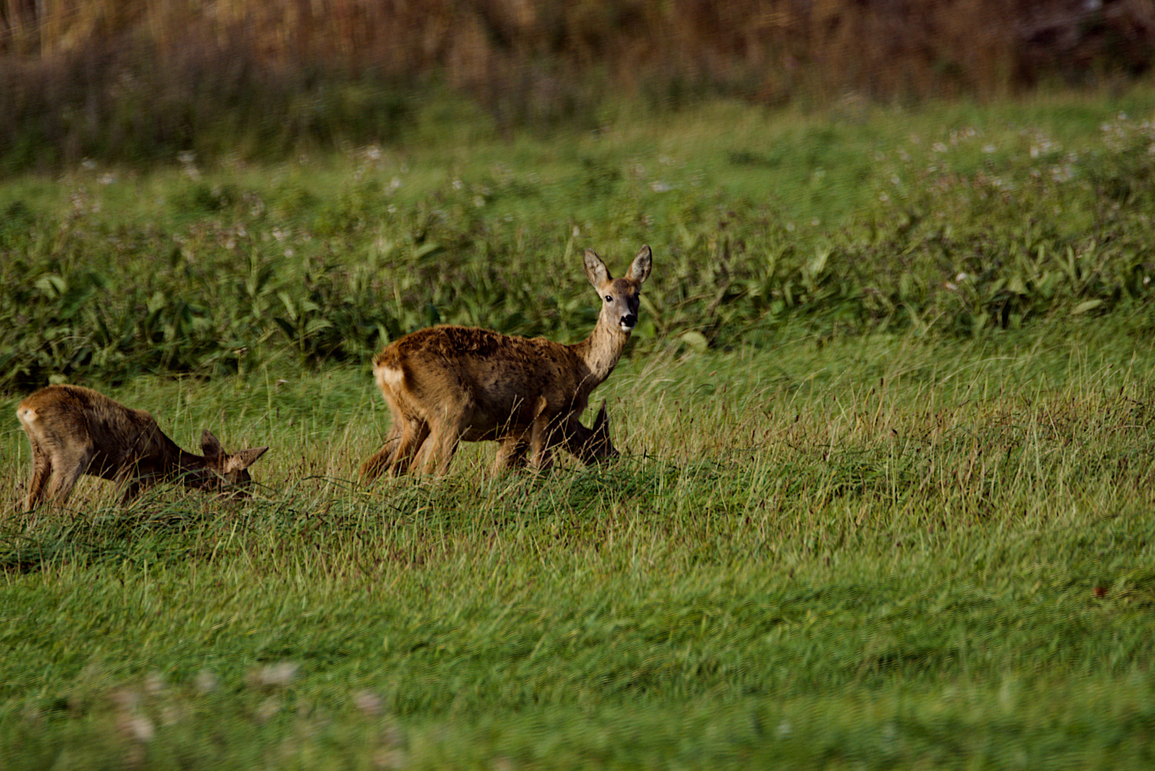 Rehe Fehmarn 01