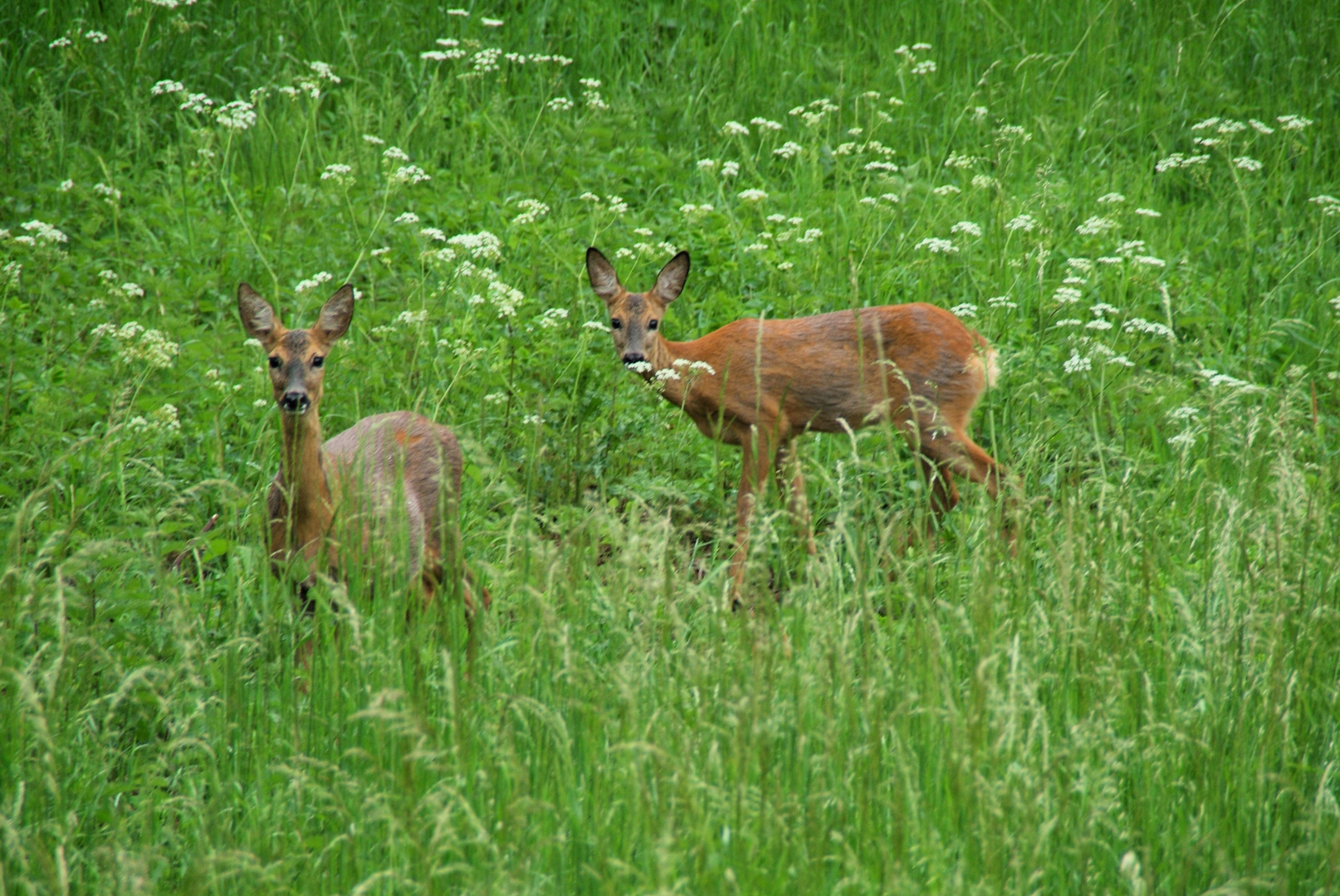 Rehe, frei im Park.....