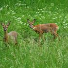 Rehe, frei im Park.....