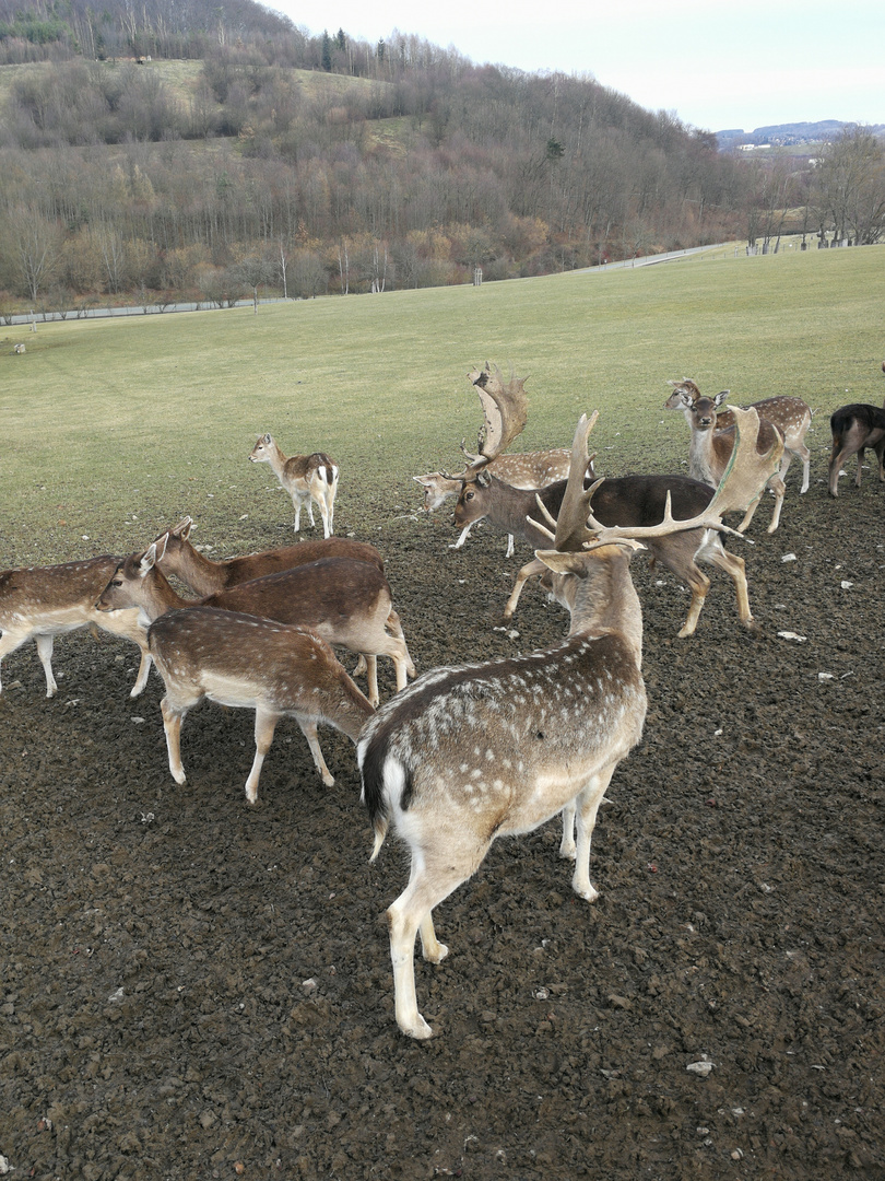 Rehe füttern 