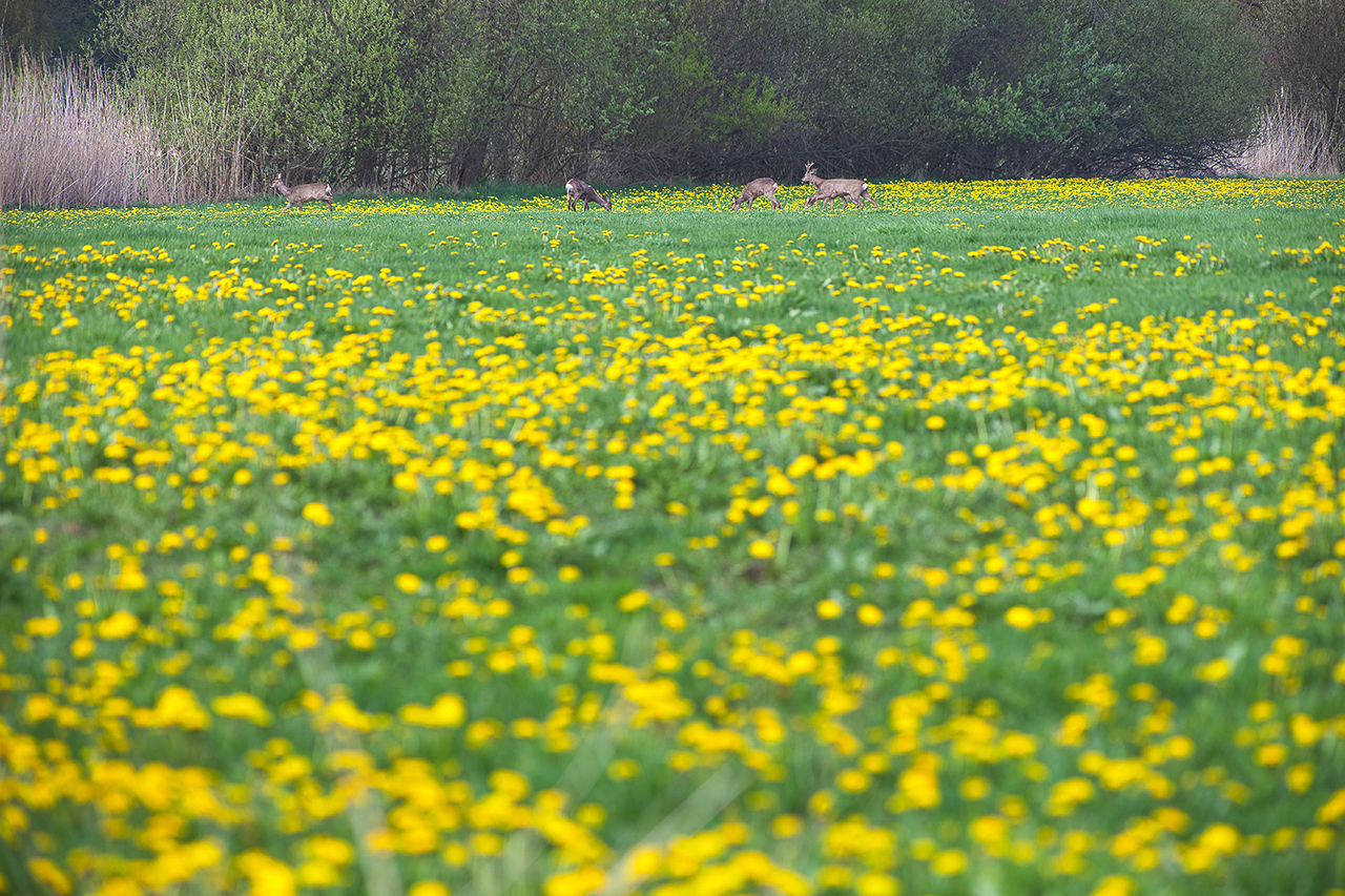 Rehe genießen den Frühling