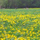 Rehe genießen den Frühling