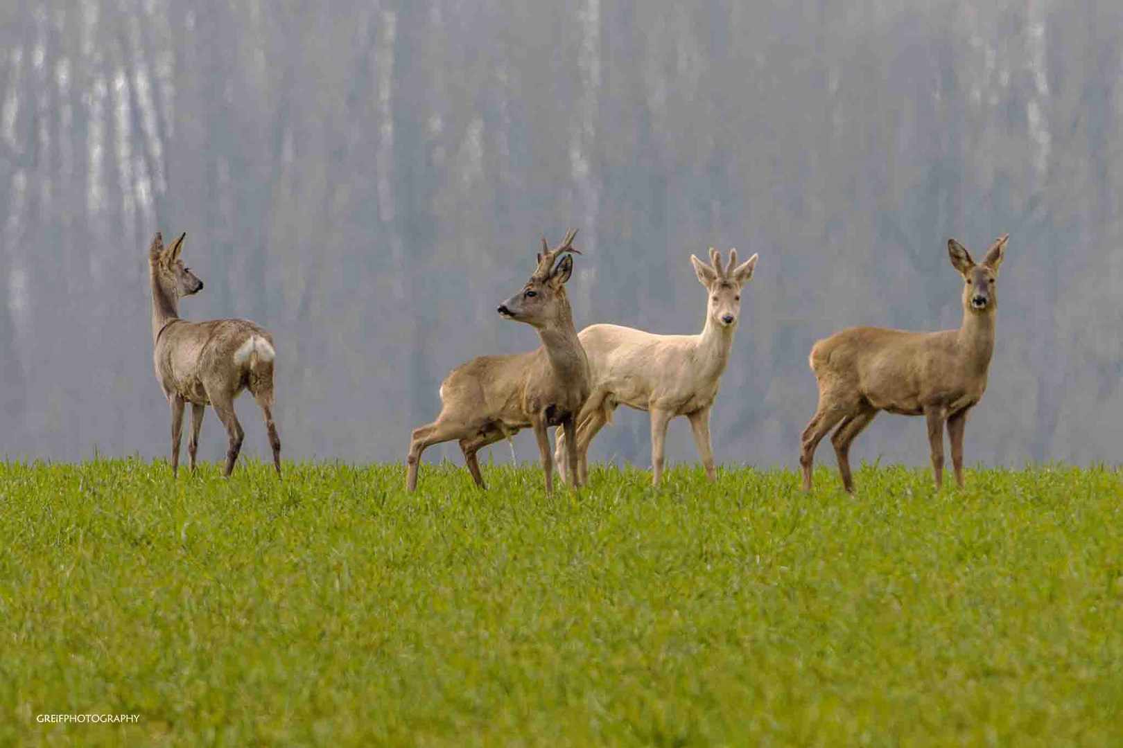 Rehe Gruppenbild, darunter ist ein Albino 