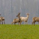 Rehe Gruppenbild, darunter ist ein Albino 