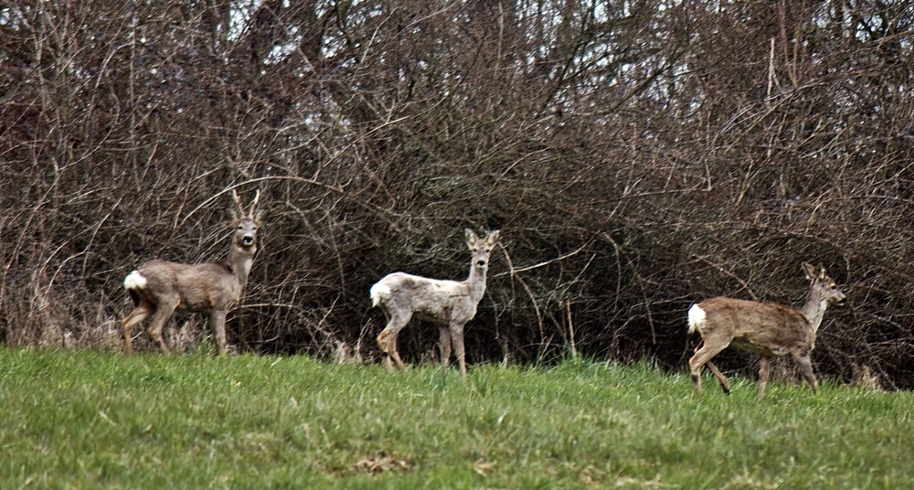 Rehe - Gruppenbild mit Damen