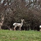 Rehe - Gruppenbild mit Damen