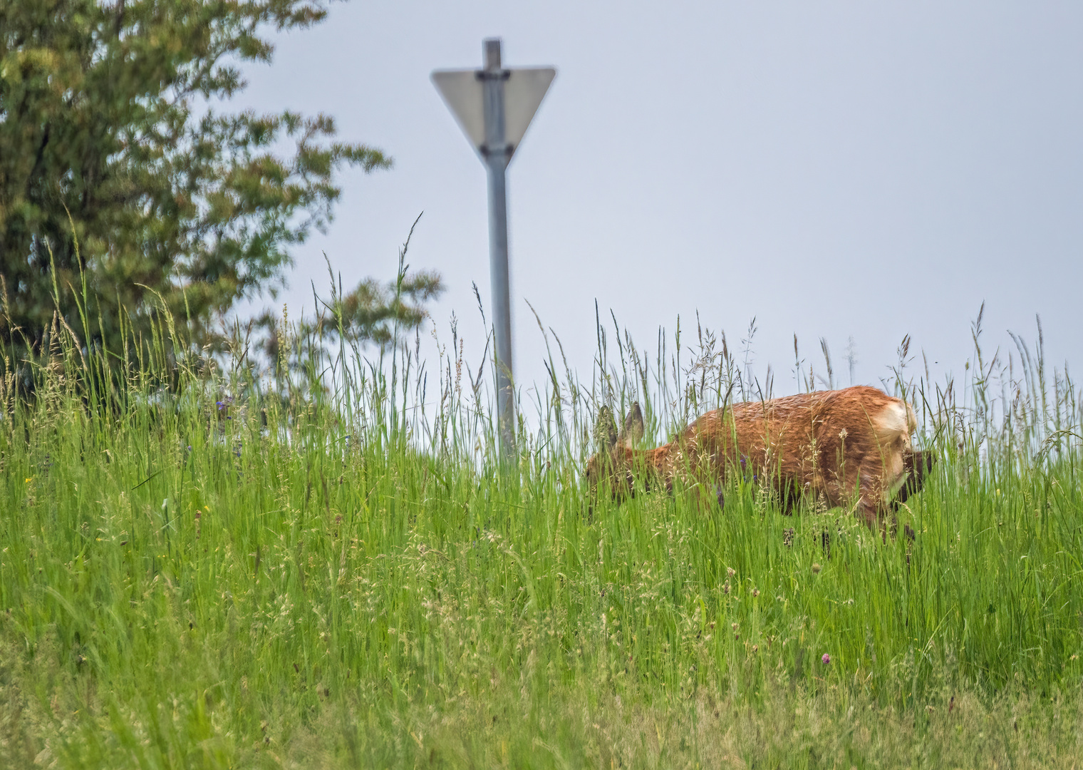 "REHE HABEN VORFAHRT"