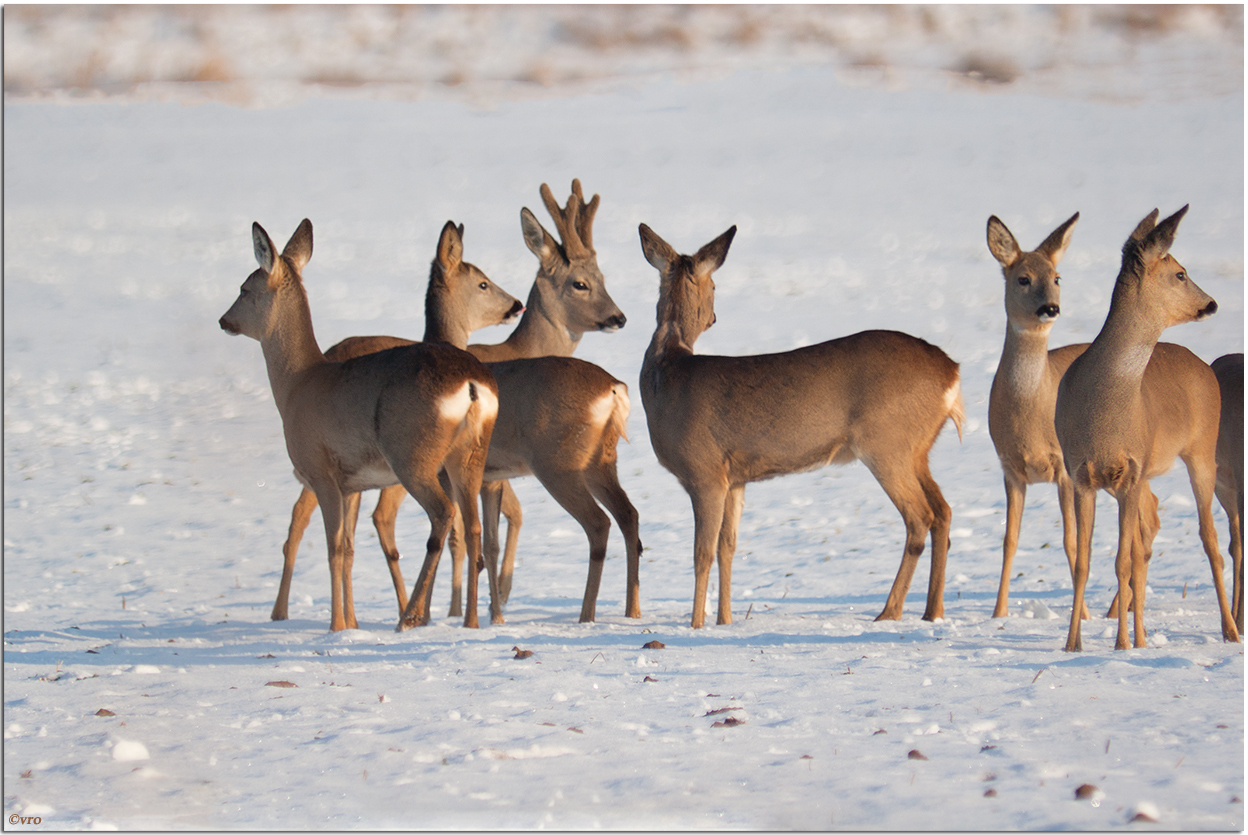 Rehe hinter dem Deich