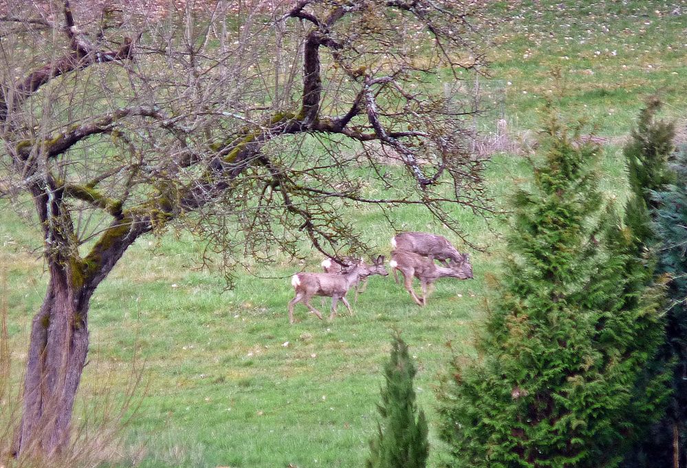 Rehe hintern Haus