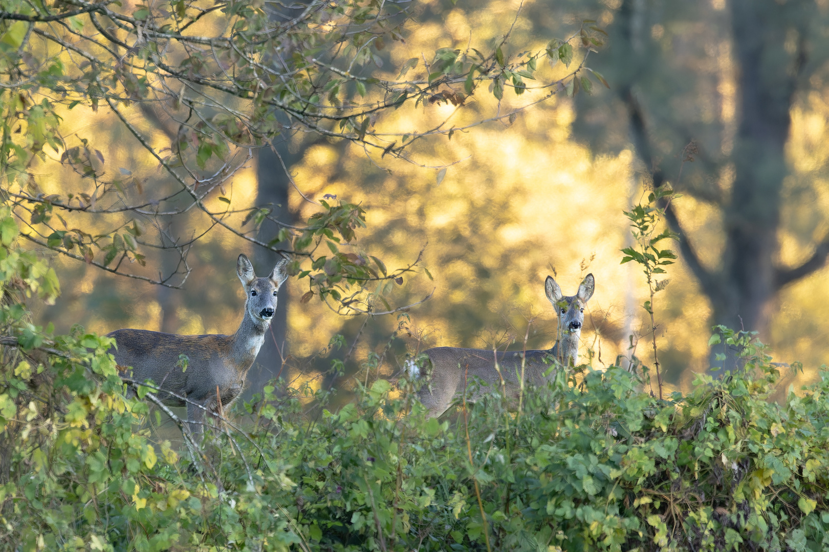 Rehe im Abendlicht