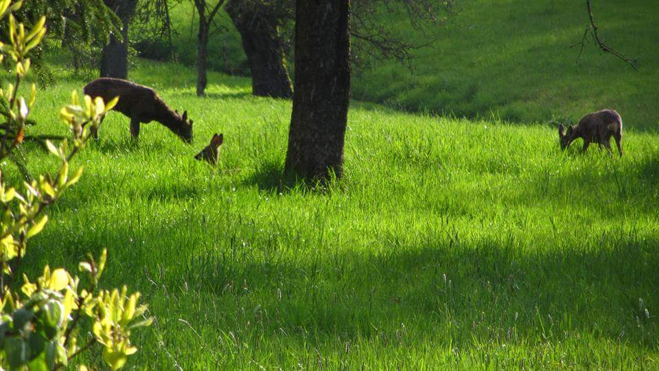 Rehe im Abendlicht