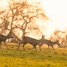 Rehe im Abendlicht