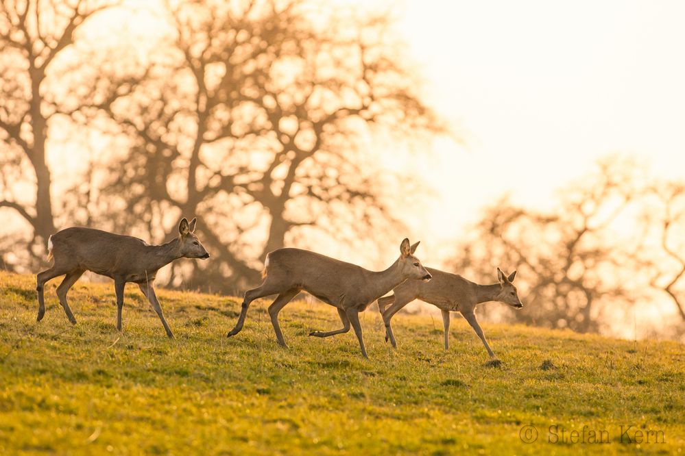 Rehe im Abendlicht