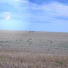 Rehe im Abendmond