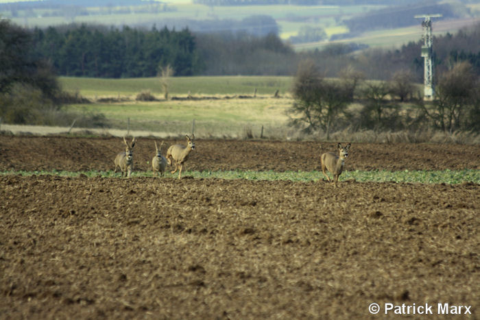 Rehe im Anmarsch