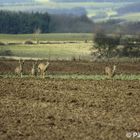 Rehe im Anmarsch