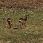 Rehe im Berner Oberland