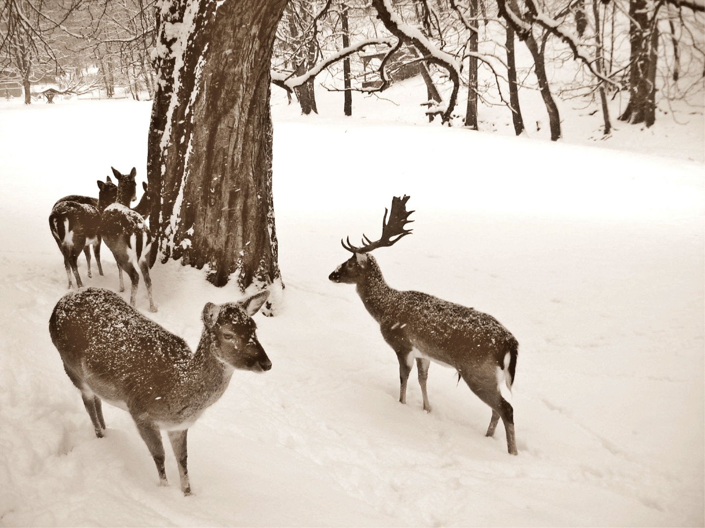 Rehe im Christianental