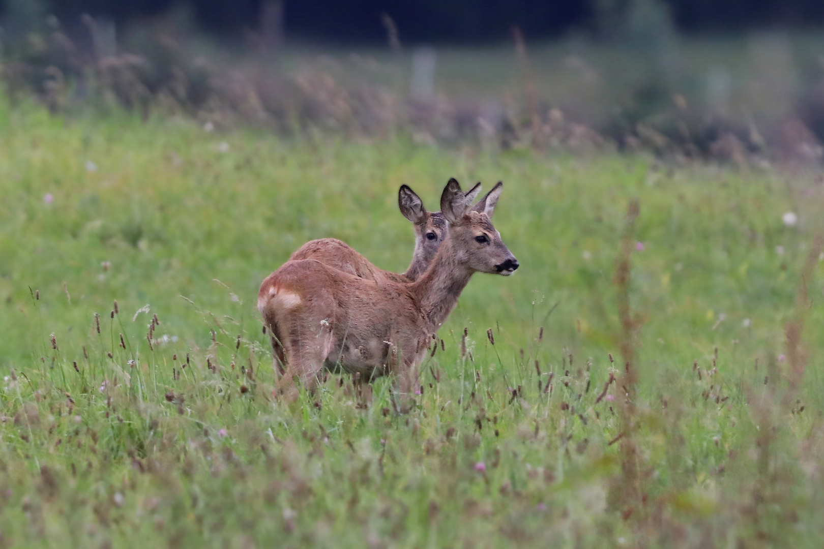 Rehe im Doppelpack