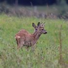 Rehe im Doppelpack