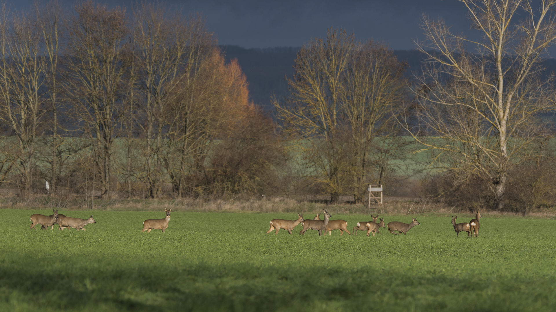 Rehe im Dutzend