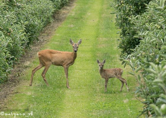 Rehe im Eriskircher Ried