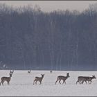 Rehe im ersten Schnee des Jahres