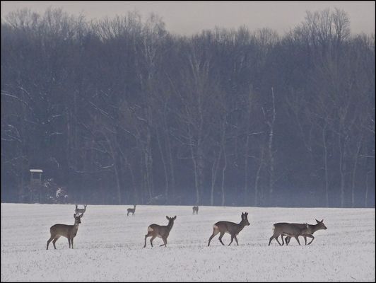Rehe im ersten Schnee des Jahres