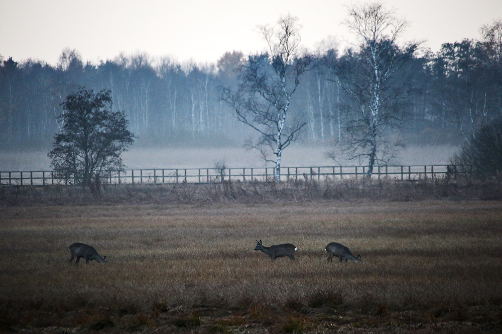 Rehe im Federseegebiet