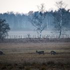 Rehe im Federseegebiet