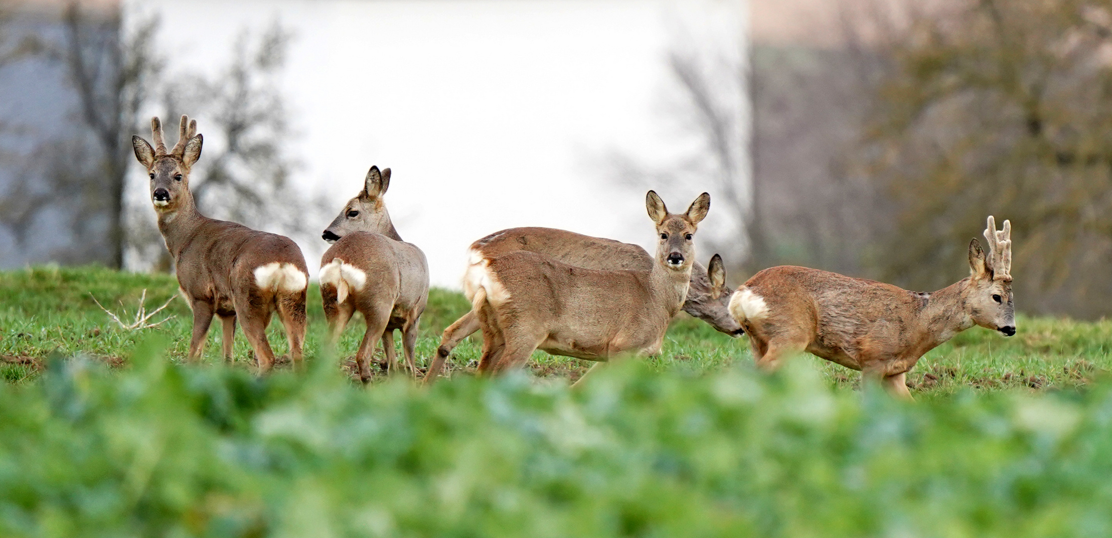 Rehe im Feld